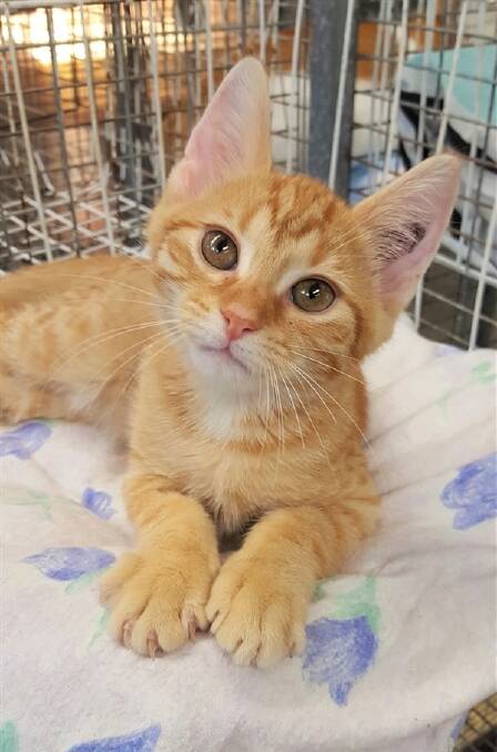 Can you resist this face?: Check out the frisky felines at the RSPCA shelter Port Macquarie to see which kitten you would like to take home.