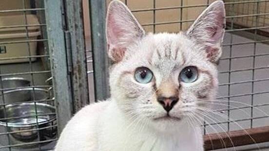 Beautiful Bella: Eight month-old Bella is at the RSPCA shelter ready for adoption.