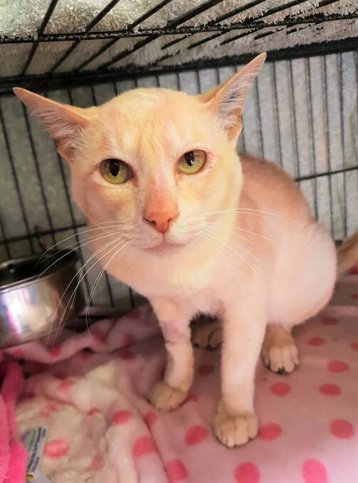 Unusual colouring: Ari is a very handsome young cat who needs to stay out of the sun because of his pale coat and pink nose. Photo supplie by RSPCA