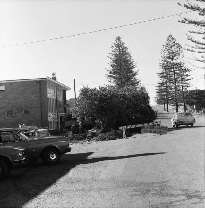 Timber: Norfolk Island hibiscus felled for widening of the El Paso Motel driveway.