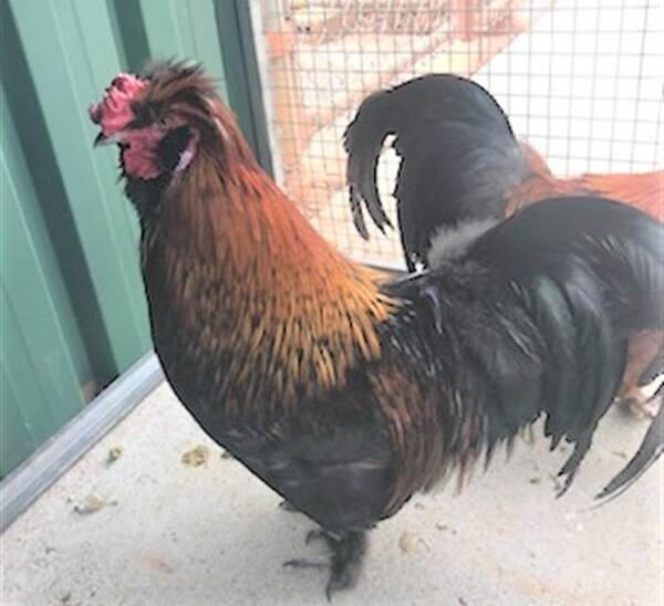 Good looking: The RSPCA Shelter has Sherlock Combs and Cluck Rogers. They would make great pets for your children if you have some land where they can look after some hens.