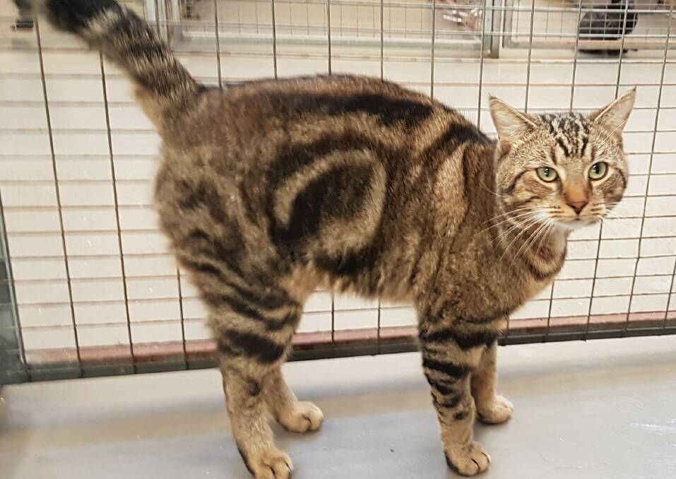 Meet Miller: This handsome tabby would to be adopted so he has a warm home to go to with lots of cuddles.