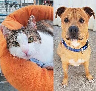 Long term shelter pets you can adopt