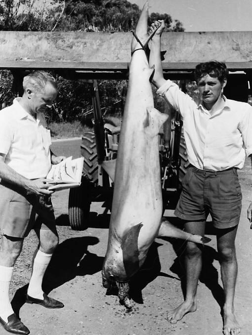 Reeled in: Ern Little helps to identify the grey whaler shark caught by John Denning, 1971.