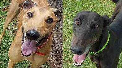 Retired: RSPCA pets of the week, Fred and May, are eager to share the rest of their lives with loving families now they have stopped racing.
