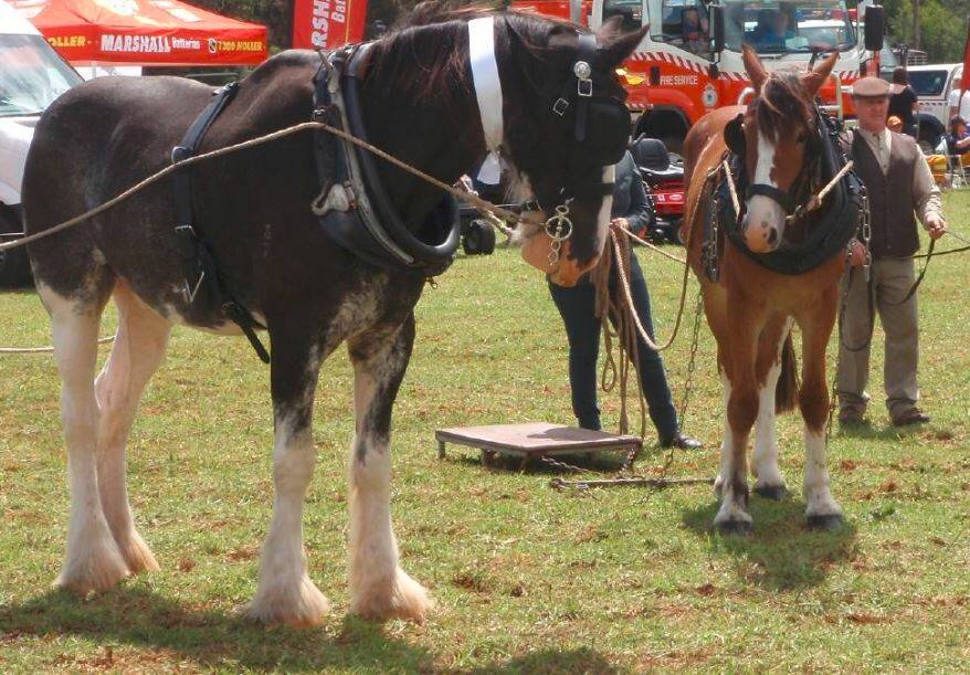 Don't miss the Comboyne Show this weekend.