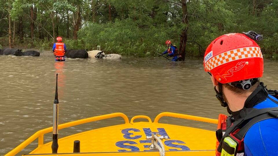 NSW SES volunteers from Kiama rescued six cows from floodwaters south of Nowra on Monday afternoon. The team accessed the property using a flood boat and moved the cattle to higher ground. Photo: NSW SES