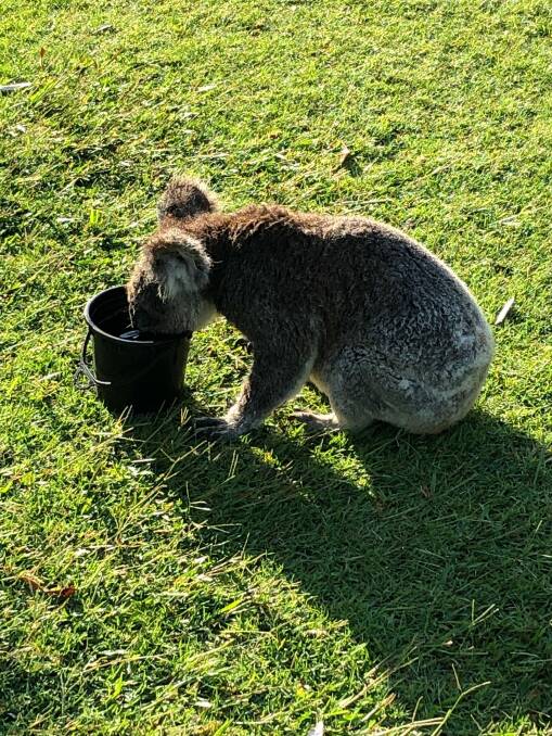 HOT: A thirsty koala was spotted on the green at the Port Macquarie Golf Club. PHOTO:  Peter Thompson.