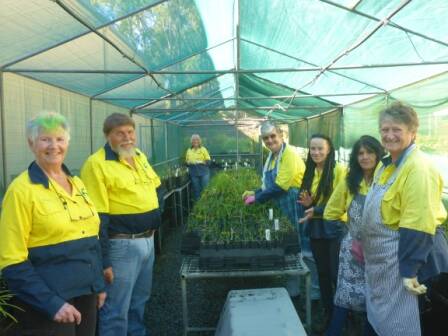 GROW: Landcare Port Macquarie has a nursery where they grow lots of native plants.