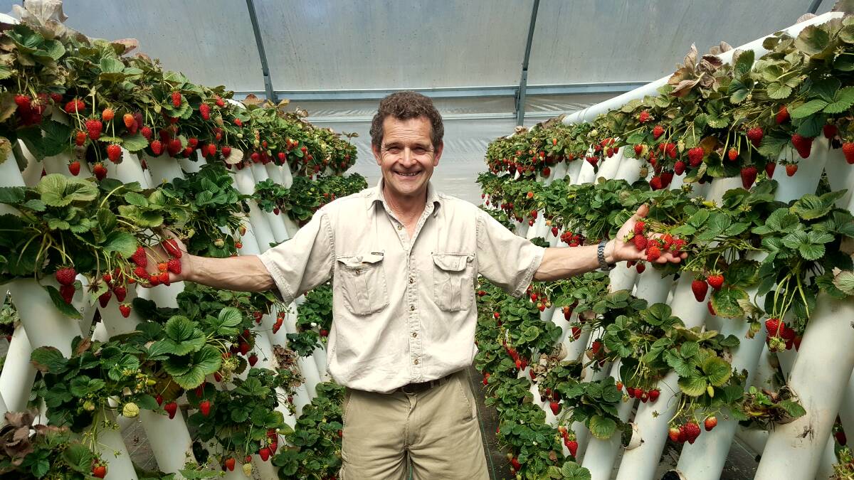 STILL GREAT: Anthony Sarks owner of Ricardoes Tomatoes and Strawberries is wanting people to come and continue to buy strawberries despite the tough times. Photo: Laura Telford.