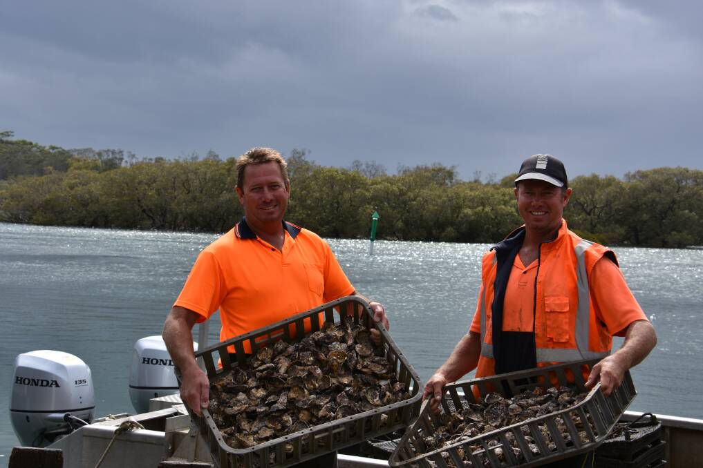 Fingers crossed: Jason and Brandon Armstrong are hoping to make up what they've lost in sales over the peak period by working hard to meet demand for oysters. 
