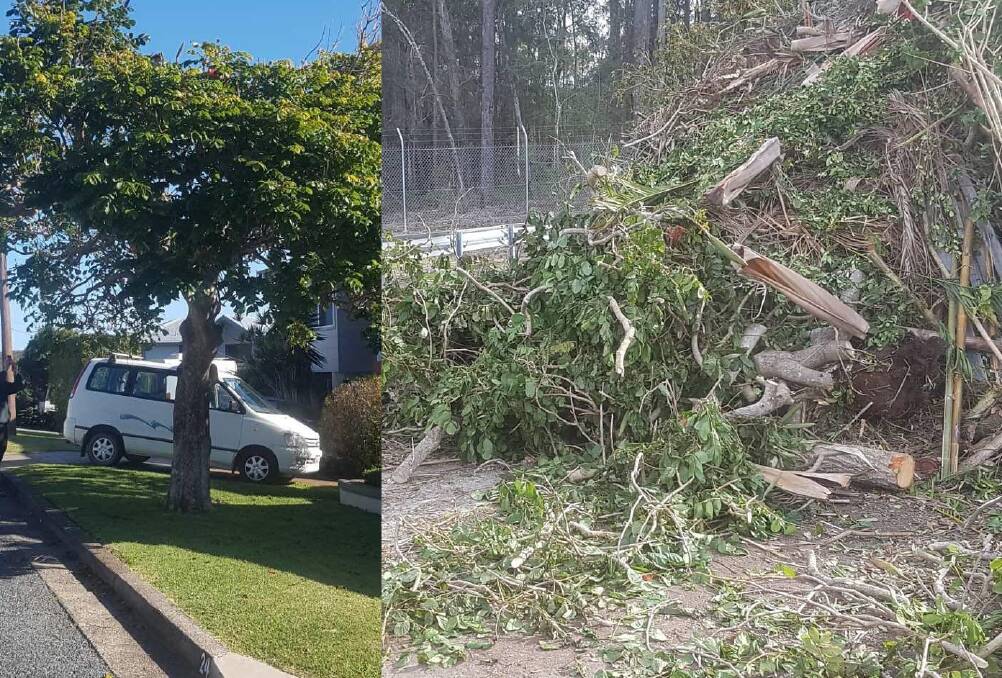 Before and after: This African Tulip tree was removed from Seaview Street, Bonny Hills on Saturday, June 22. Photos: Jim Marchment. 