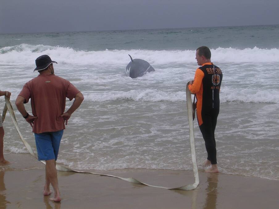 Brydes Whale stranded at Dunbogan in 2003