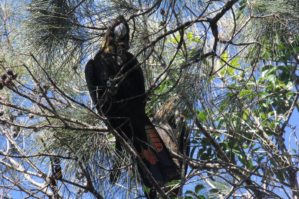 Found some feed: Glossy Black-Cockatoo seen along the Point Perpendicular walking track in the Camden Haven recently. Photo: Janice Peake. 