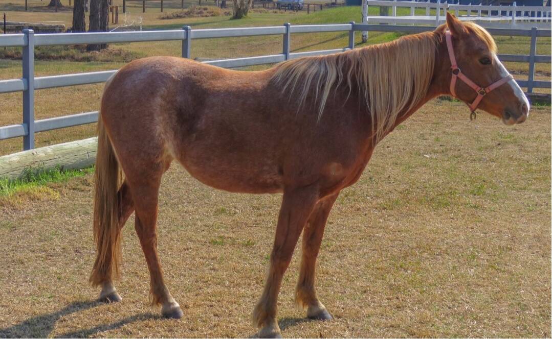 Honey was the first horse to be moved to a temporary home.