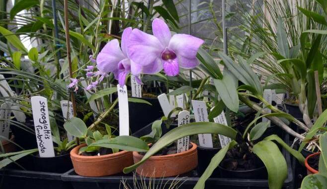 Orchids will be on show at Wauchope on May 6.