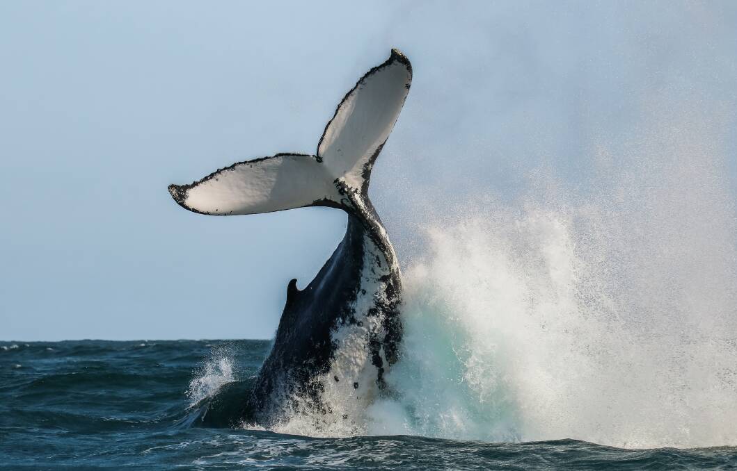 Making a splash: A whale in action captured by Port Macquarie photographer Jodie Lowe.