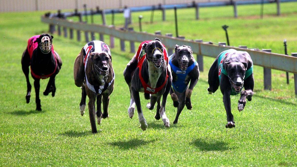 Locked in: Wauchope's Hastings River Greyhound Club and Taree Greyhound Club have both received a massive boost with confirmation of a lucrative sponsorship deal with corporate bookmaker, Bbet.