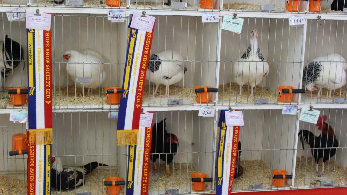 Showground poultry exhibition shed upgrade receives funding