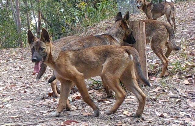 Wild dogs – one of the region's widespread pest animals covered by the Plan.