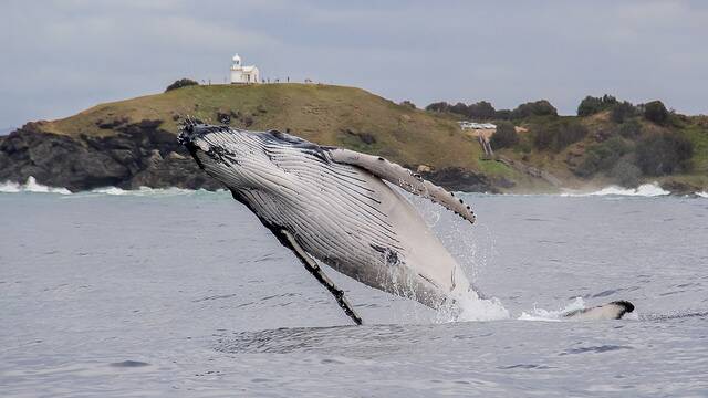 Whale watch: The annual whale census will be held at Tacking Point Lighthouse on June 30. Photo: Jodie Lowe.