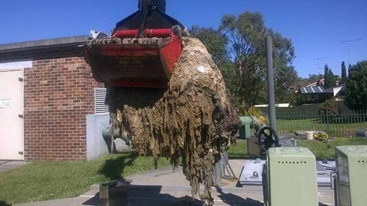 Flushed: One of 15 major blockages a month just like this one are cleaned out of sewerage pipes as a result of "flushable" wipes entering the network. Photo: Port Macquarie-Hastings Council.