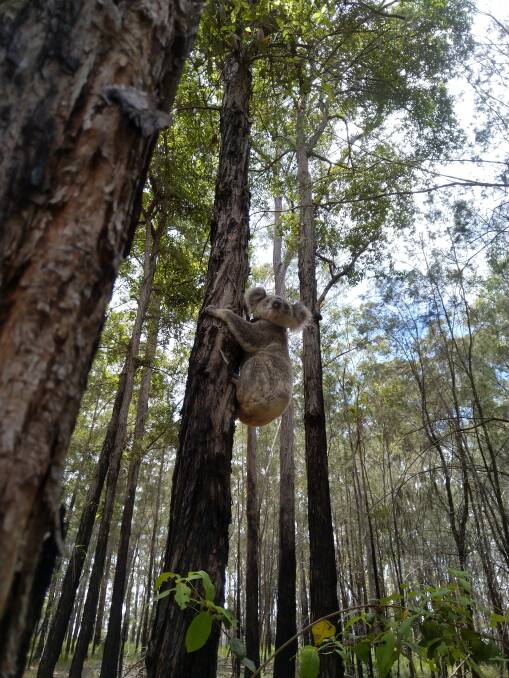Hanging around: A koala in NSW.