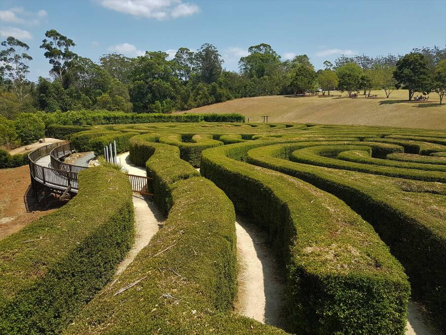 A-MAZING: The hedge maze at Bago Winery.