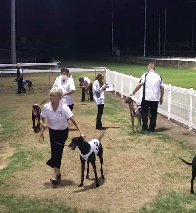 PREPARING FOR THE RACE: Trainers and dogs prepare for the final of the Tweed Heads Border Park Wauchope Challenge. Photo: Supplied/Hastings River Greyhound Racing Club.