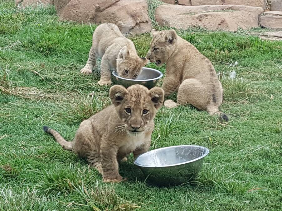 Three new cubs: African lions Zoraya, Nuru and Kiros at Billabong Zoo in Port Macquarie.