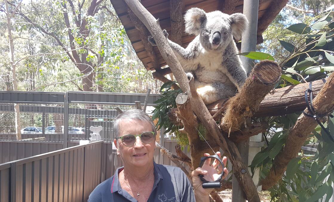 Collared: Port Macquarie Koala Hospital president Jane Duxberry with a tracking collar and koala.