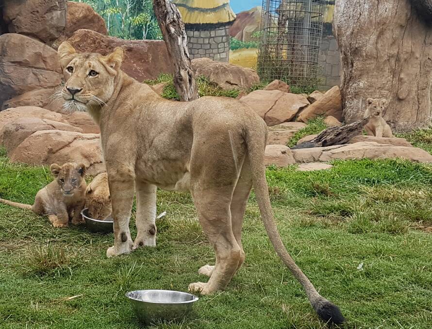 Billabong Zoo new arrivals: Misty with new cubs Zoraya, Nuru and Kiros.
