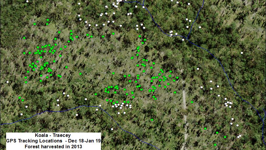 Monitoring logging: Tracking data for koalas in a harvested area.