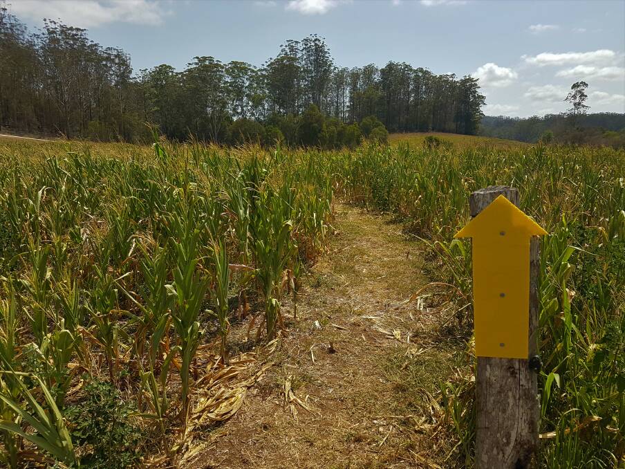 FOLLOW THE ARROWS TO THE START: The corn maze has two different starting points.