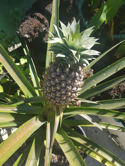 Orchid Society: A pineapple grown by Andrew Young.