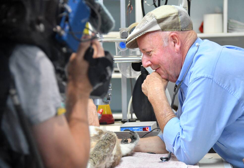 Important visitor: A cameraman films Dr Harry Cooper's visit to the Port Macquarie Koala Hospital for a Better Homes and Gardens segment. Photo: Ivan Sajko