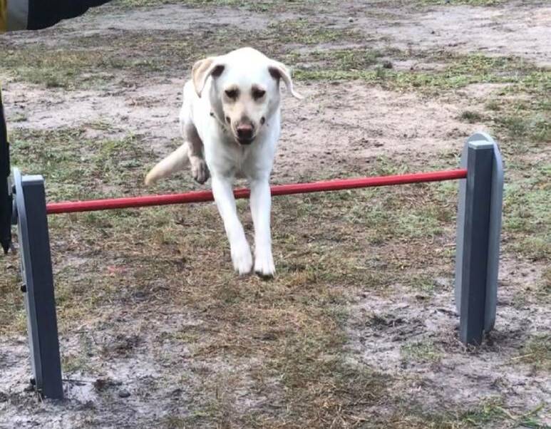 Jumping: Sam enjoys Henry Kendall Reserve's leash-free dog park. Leash-free dog parks are also earmarked at Boom Reserve in Port Macquarie’s Clifton area and the planned sports facility at Wauchope. Photo: Ann Cheesman