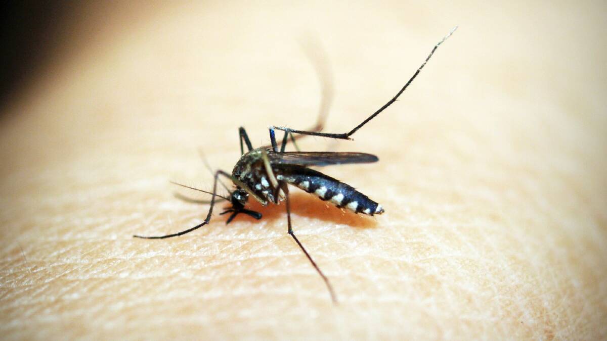 Health hazard: Mosquito bites can have health implications.