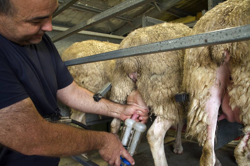 On the farm: Ian McKittrick milks the ewes in the dairy at Ewetopia Farm.