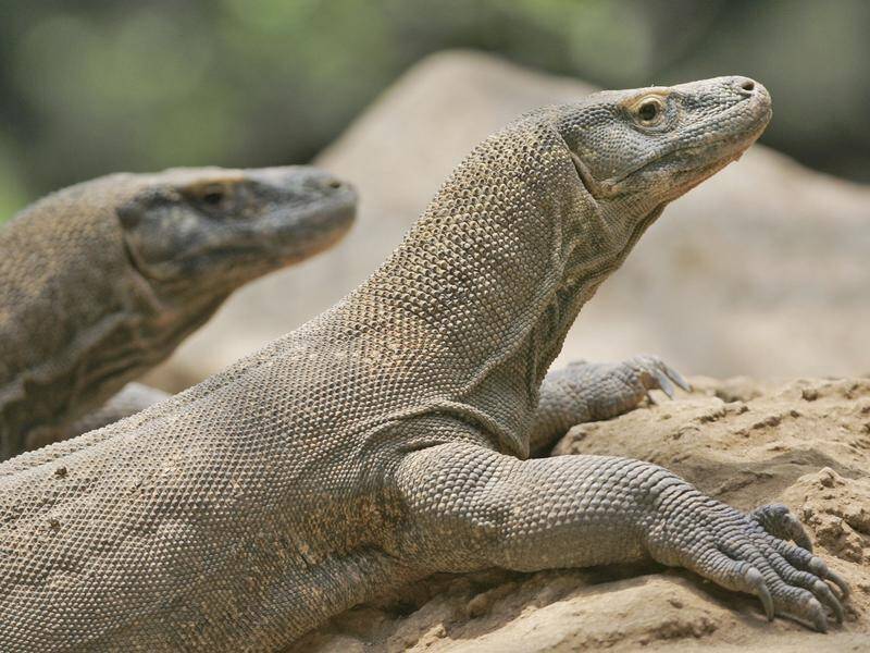 Indonesia is closing Komodo Island and moving residents to protect the indigenous dragon population.