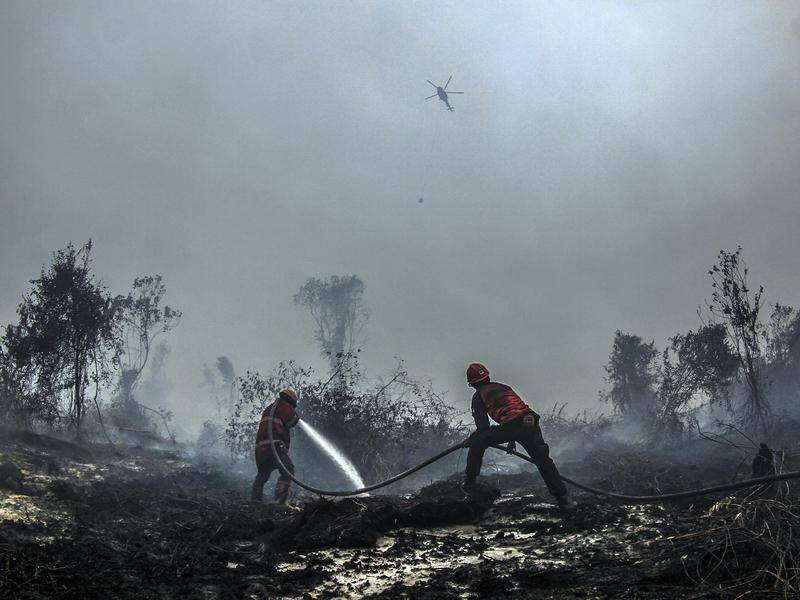 More than 620,000 hectares of forest burned between January and September in Indonesia.