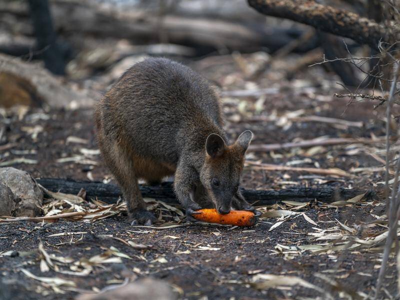 The RSPCA is searching for volunteers to help feed starving wildlife on Kangaroo Island in SA.