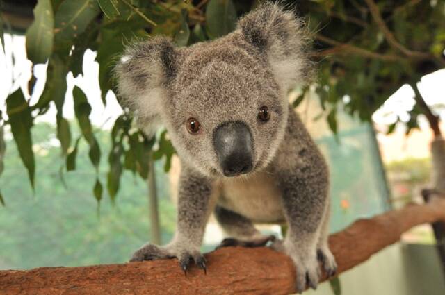 Doors open: Come along to the Koala Hospital open day and help support the centre's great work.