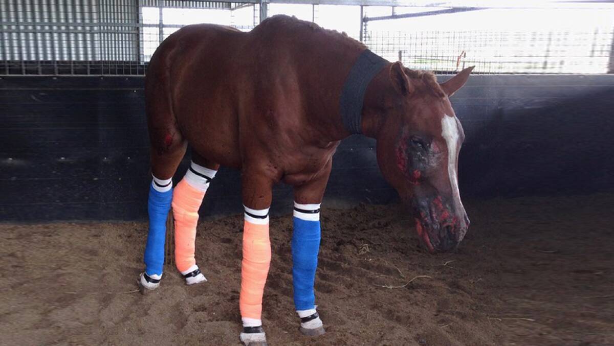 Badly injured: One of Helen Riek's horses, who was badly burned in the Pappinbarra fires.