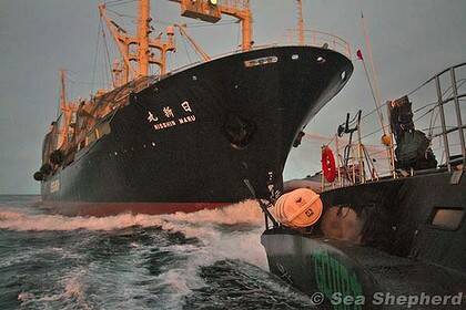 The Nisshin Maru approaches the stern of the Gojira.